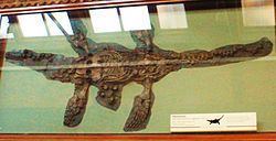 Eretmosaurus httpsuploadwikimediaorgwikipediacommonsthu