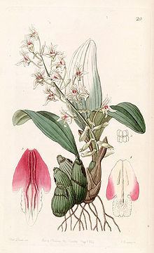 Eria bractescens httpsuploadwikimediaorgwikipediacommonsthu