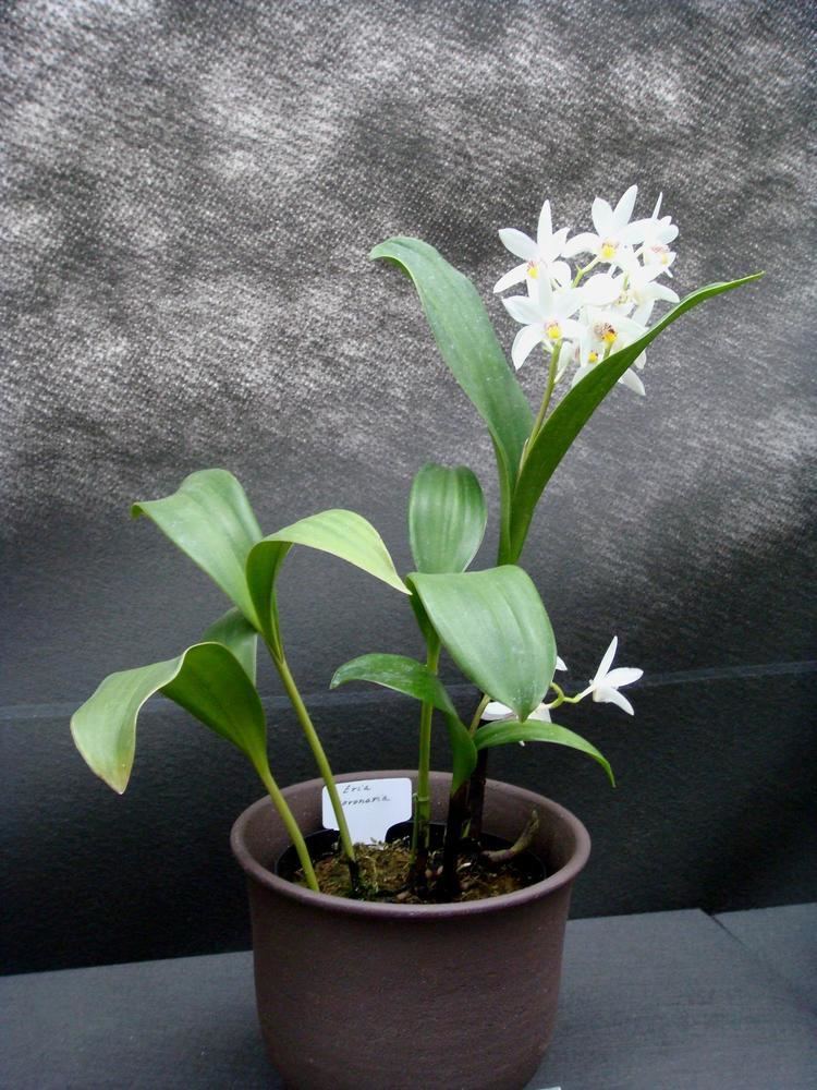 Eria coronaria orchidslacoocanjpEriaEria20coronariaDSC0320