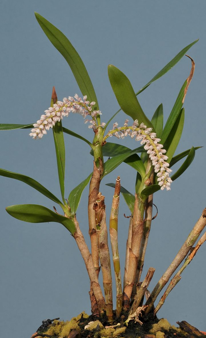 Eria multiflora wwworchidspeciescomorphotdireriamultiflora2jpg