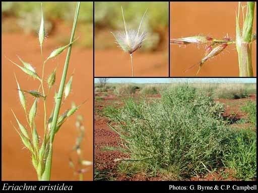 Eriachne Eriachne aristidea FMuell FloraBase Flora of Western Australia