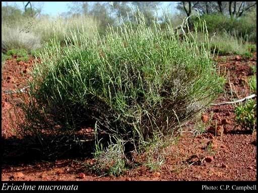 Eriachne Eriachne mucronata RBr FloraBase Flora of Western Australia