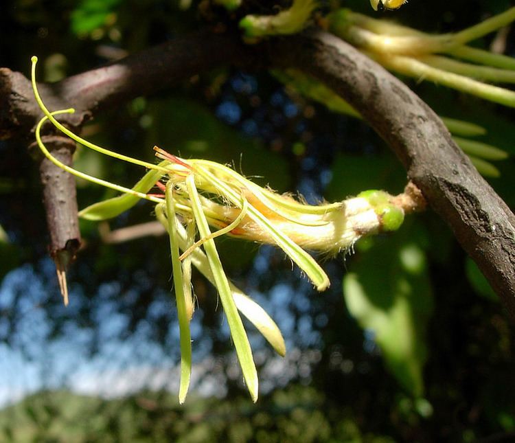 Erianthemum dregei East African Plants A Photo Guide Erianthemum dregei Eckl