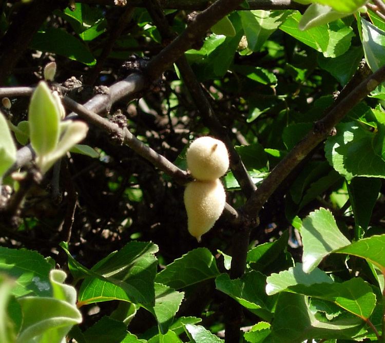 Erianthemum dregei East African Plants A Photo Guide Erianthemum dregei Eckl