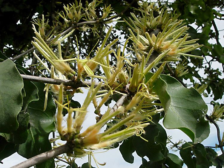 Erianthemum dregei African Plants A Photo Guide Erianthemum dregei Eckl amp Zeyh