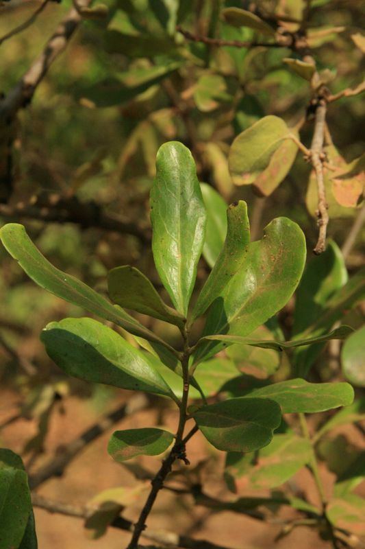 Erianthemum dregei East African Plants A Photo Guide Erianthemum dregei Eckl