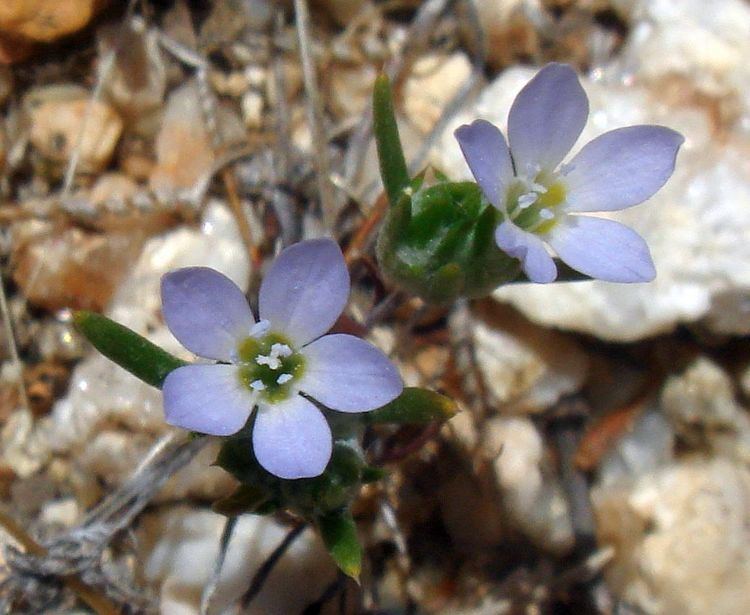 Eriastrum Plant Species of the Borrego Desert Polemoniaceae Eriastrum