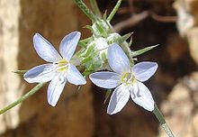 Eriastrum diffusum httpsuploadwikimediaorgwikipediacommonsthu
