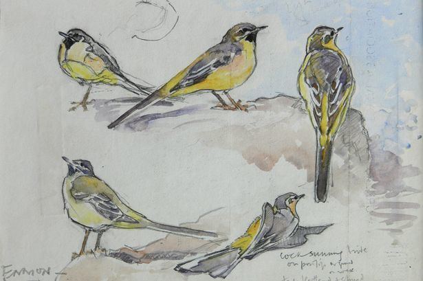 Eric Ennion Decade of pioneering Seahouses bird artist Eric Ennion is