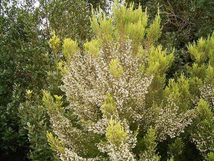 Erica arborea FileErica arborea Barlovento 01 iesjpg Wikimedia Commons