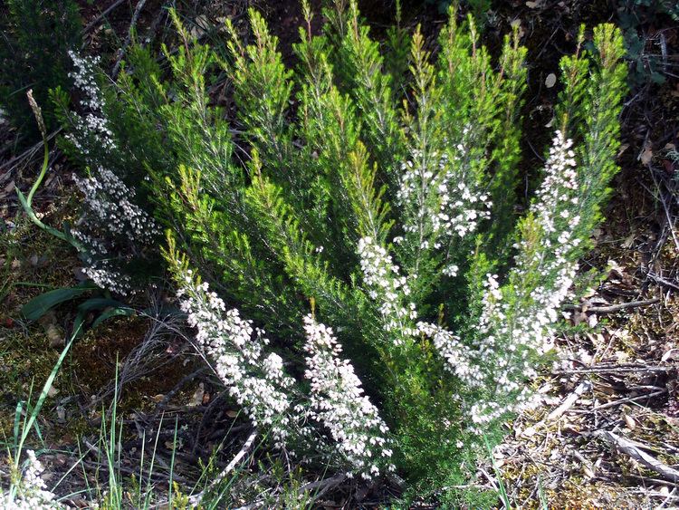 Erica arborea 1000 images about Erica on Pinterest Trees White flowers and Green