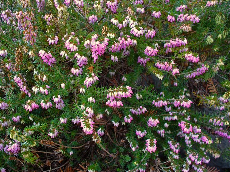 Erica carnea FileErica carnea 002JPG Wikimedia Commons