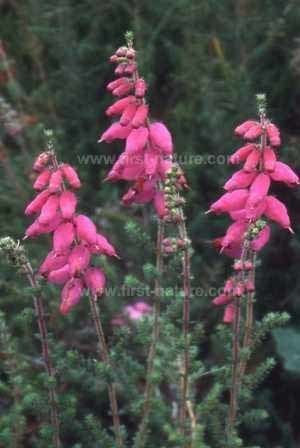 Erica ciliaris Erica ciliaris Dorset Heath