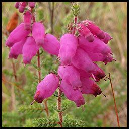 Erica ciliaris Wildflowers Dorset Heath Erica ciliaris