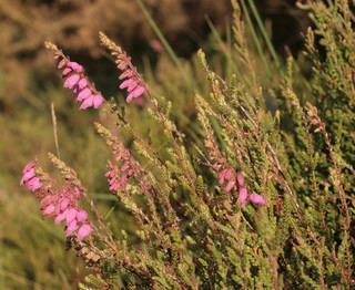 Erica ciliaris Erica ciliaris Dorset Heath Discover Life