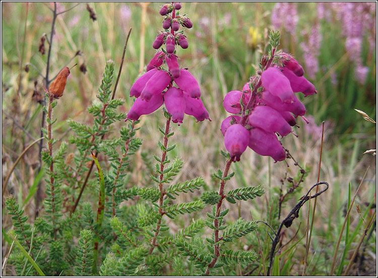 Erica ciliaris Wildflowers Dorset Heath Erica ciliaris