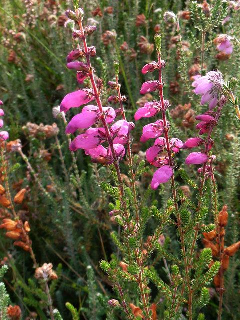 Erica ciliaris Dorset Heath Erica ciliaris Phil Champion ccbysa20