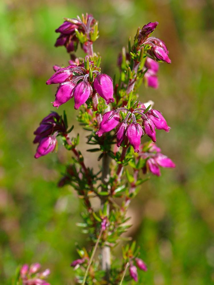 Erica cinerea FileErica cinerea Bell Heatherjpg Wikimedia Commons