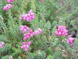 Erica cinerea Erica cinerea Wikispecies