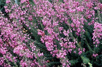 Erica cinerea Erica cinerea 39CD Eason39 bell heather 39CD Eason39RHS Gardening