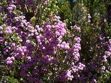 Erica hirtiflora httpsuploadwikimediaorgwikipediacommonsthu