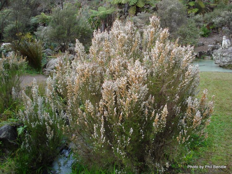 Erica lusitanica TERRAIN Taranaki Educational Resource Research Analysis