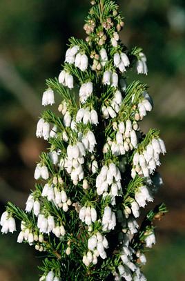 Erica lusitanica Erica lusitanica Portugal heathRHS Gardening