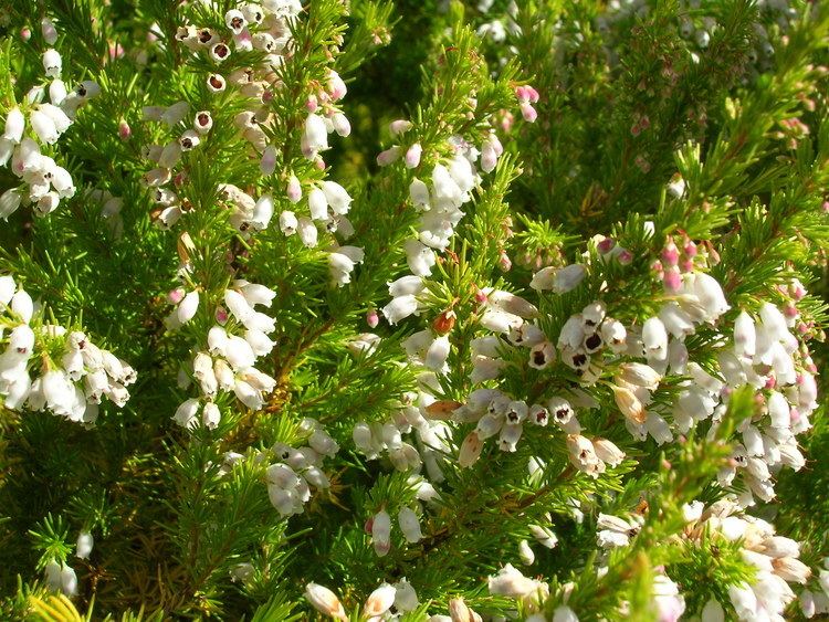 Erica lusitanica FileStarr 0508163534 Erica lusitanicajpg Wikimedia Commons