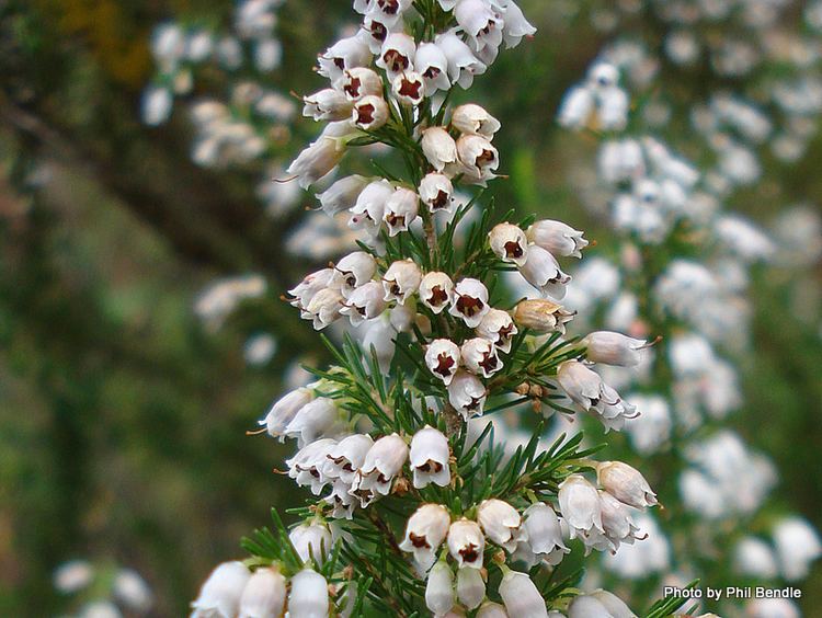 Erica lusitanica TERRAIN Taranaki Educational Resource Research Analysis