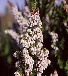 Erica lusitanica httpsuploadwikimediaorgwikipediacommonsthu