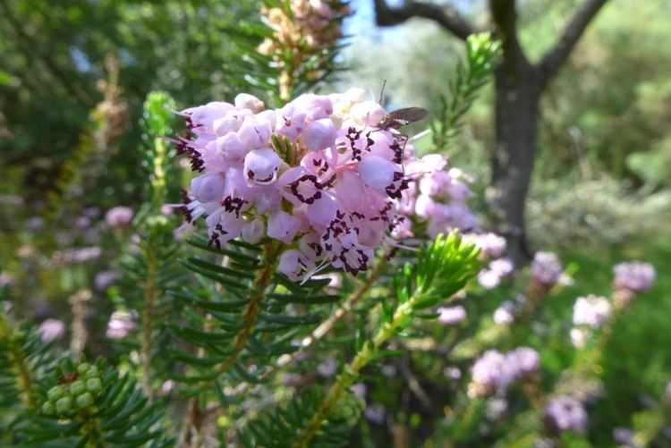 Erica vagans Erica vagans landscape architect39s pages