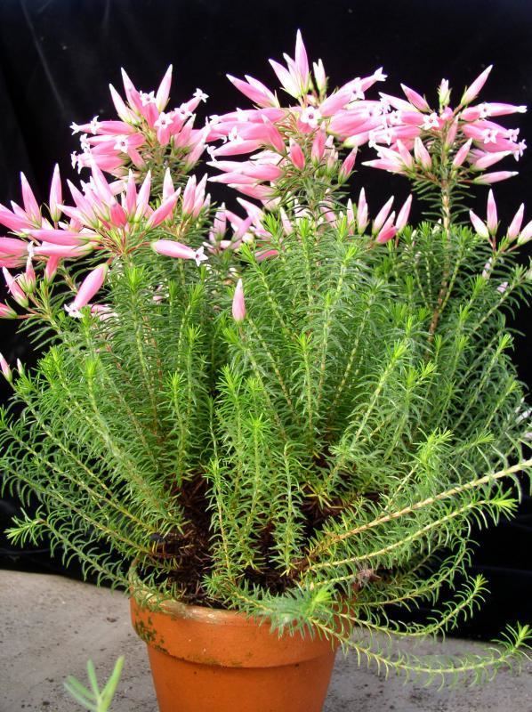 Erica ventricosa Erica ventricosa Jardin Exotique de Roscoff