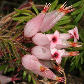 Erica ventricosa eos02193327wjpg