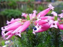 Erica ventricosa httpsuploadwikimediaorgwikipediaenthumb7