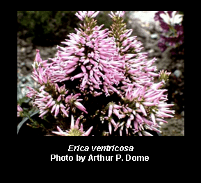 Erica ventricosa Erica ventricosa