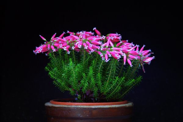 Erica ventricosa Blten einer Erica ventricosa Wachsheide Reinsdorf myheimatde