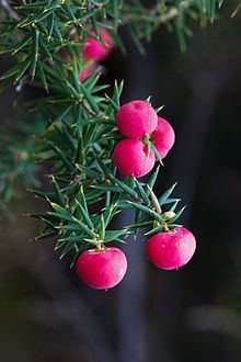 Ericaceae httpsuploadwikimediaorgwikipediacommonsthu