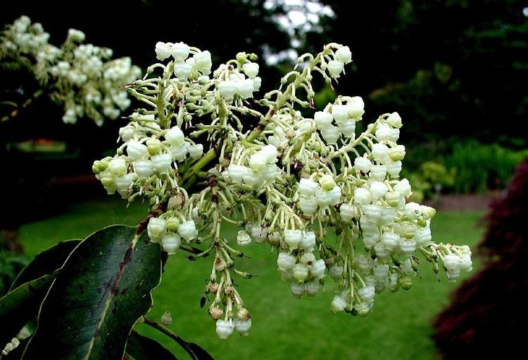 Ericaceae Arbutus menziesiijpg