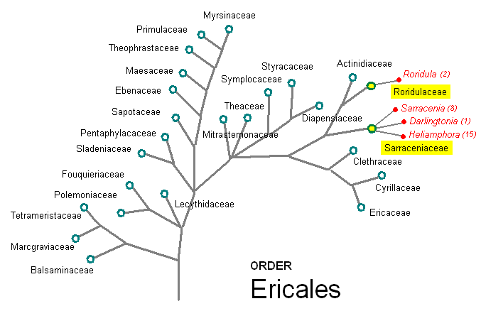 Ericales Classification Carnivorous Plant by Makoto Honda