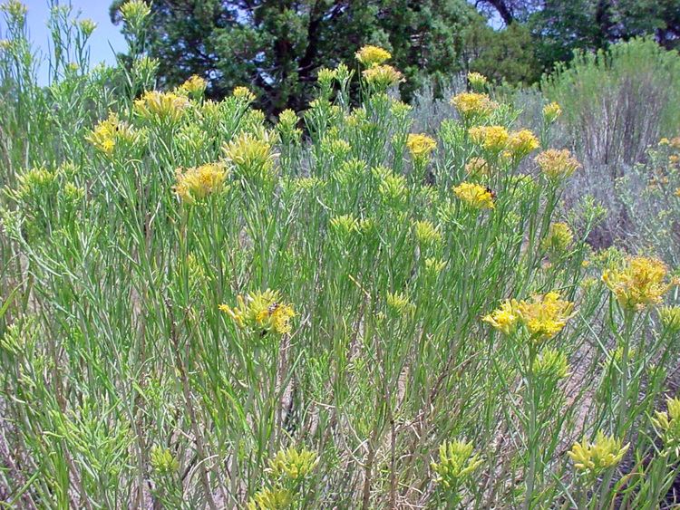 Ericameria Vascular Plants of the Gila Wilderness Ericameria nauseosa
