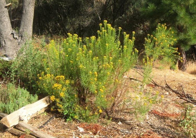 Ericameria arborescens New discoveries new joys Sierra Foothill Garden
