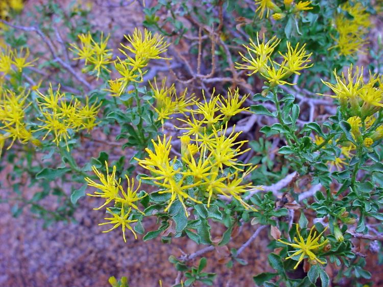 Ericameria cuneata Vascular Plants of the Gila Wilderness Ericameria cuneata var