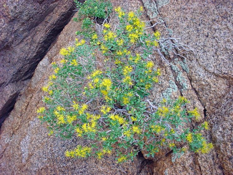 Ericameria cuneata Vascular Plants of the Gila Wilderness Ericameria cuneata var