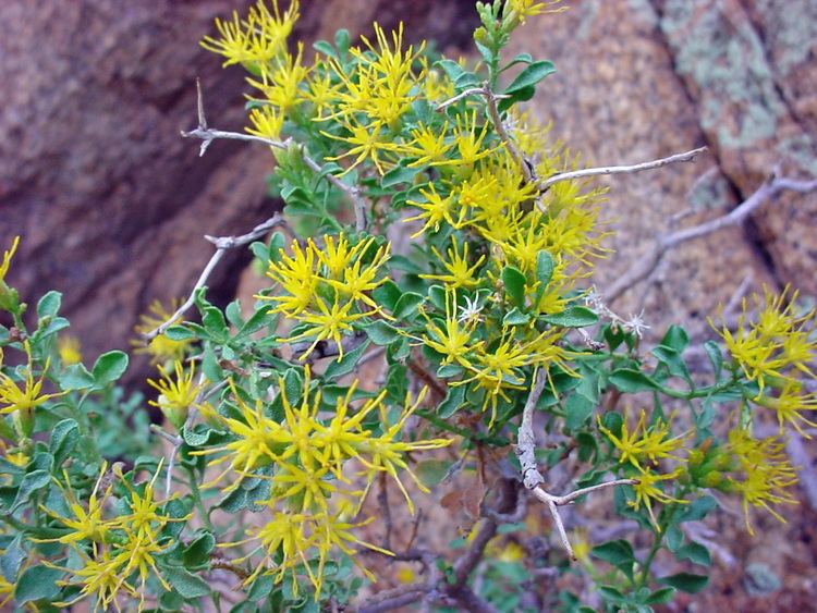 Ericameria cuneata Vascular Plants of the Gila Wilderness Ericameria cuneata var