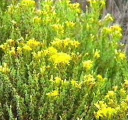 Ericameria ericoides Ericameria ericoides Mock Heather