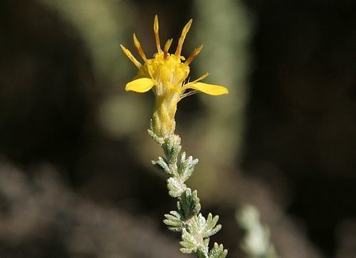 Ericameria ericoides Mock Heather Ericameria ericoides