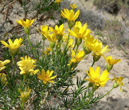 Ericameria linearifolia Linear Leaved Goldenbush Ericameria linearifolia