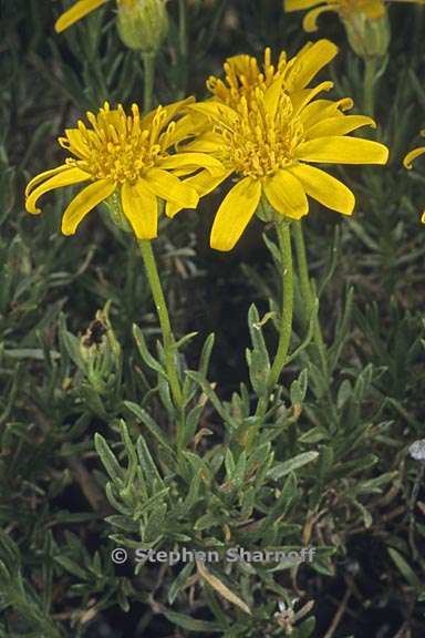 Ericameria linearifolia Ericameria linearifolia