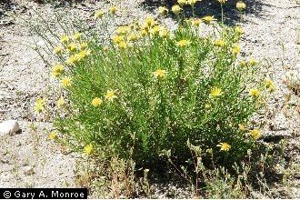 Ericameria linearifolia Plants Profile for Ericameria linearifolia narrowleaf goldenbush