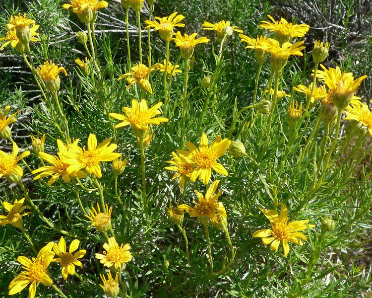 Ericameria linearifolia FileEricameria linearifolia 2jpg Wikimedia Commons